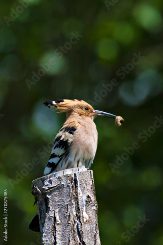 Nature and birds. Nature habitat background. photo