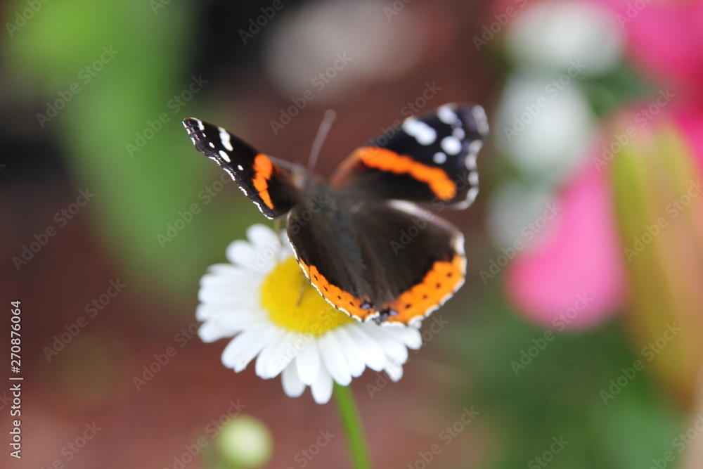 butterfly on flower butterfly on flower