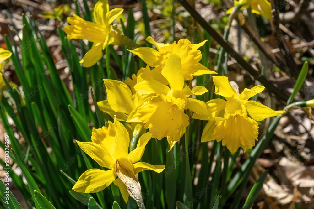 Daffodills bloom among succulent green grass, on a beautiful early spring day in Upstate New York