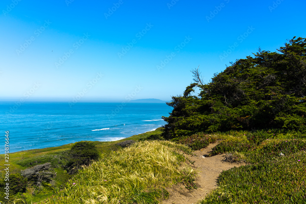low angle shot grass forest at Thornton State Beach, Daley City - San Francisco Bay Area, California