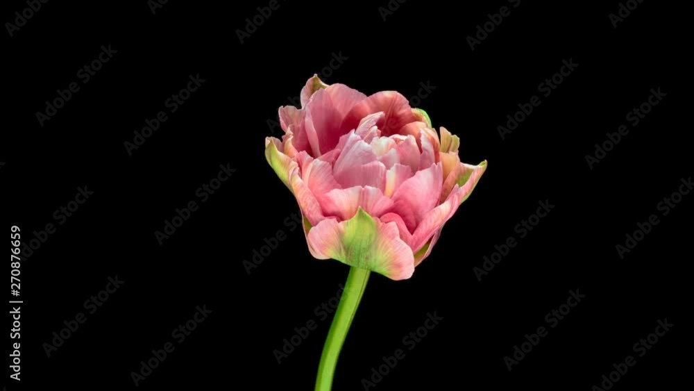 Timelapse of red tulip flower blooming on black background.4K Timelapse of red tulip flower blooming on black background.4K