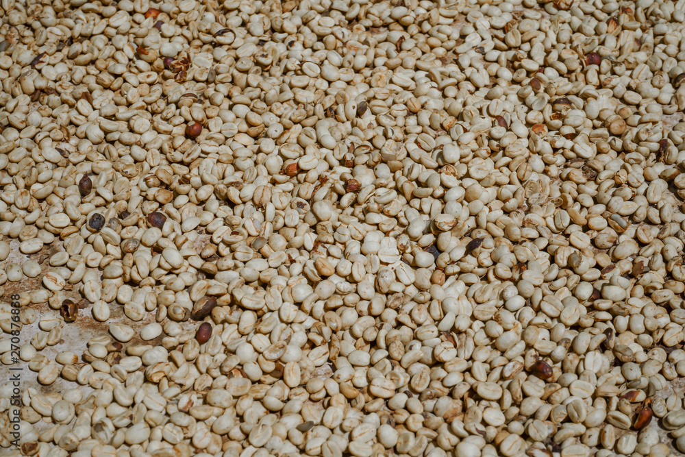 Los granos de café se están secando al sol. Los granos de café se están secando al sol.