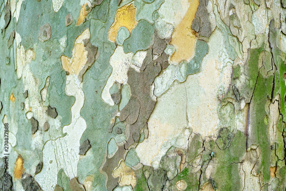 Old sycamore tree (Platanus Orientalis) bark/outer layer texture - horizontal, close up with natural light.