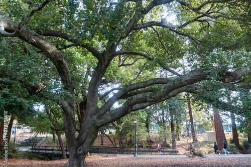 Fotografia Large oak tree at the west entrance to University of California, Berkeley, San F