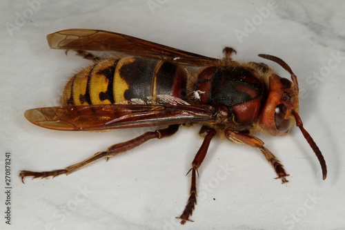 Insect, Hornet, European hornet, Vespa crabro photo