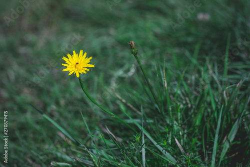 Yellow dandelion flower isolated in the grass. World Environment Day