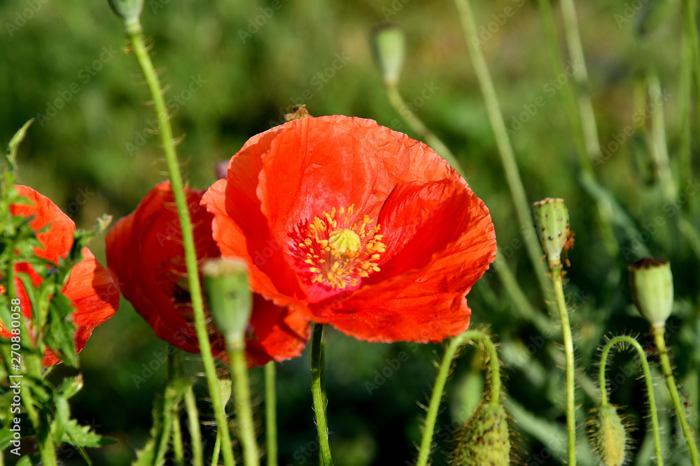 Poppies on a meadow in a summer sunny day. Poppies on a meadow in a summer sunny day.