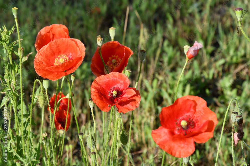 Naklejka premium Poppies on a meadow in a summer sunny day.