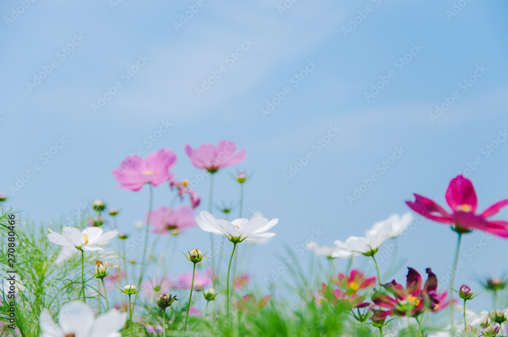 Cosmos bipinnatus flowers blooming in summer / Galsang flower