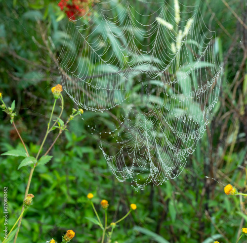 Spider Web Dew Drops