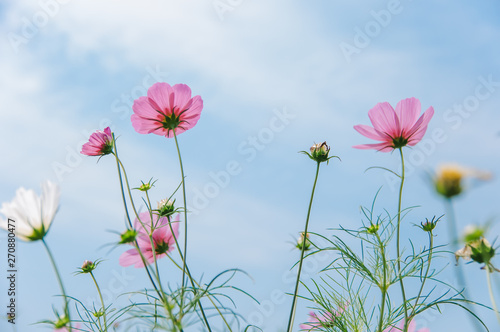 Multicolored cosmos flowers in meadow in spring summer nature against blue sky   Galsang flower