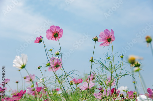 Multicolored cosmos flowers in meadow in spring summer nature against blue sky / Galsang flower © Sopear