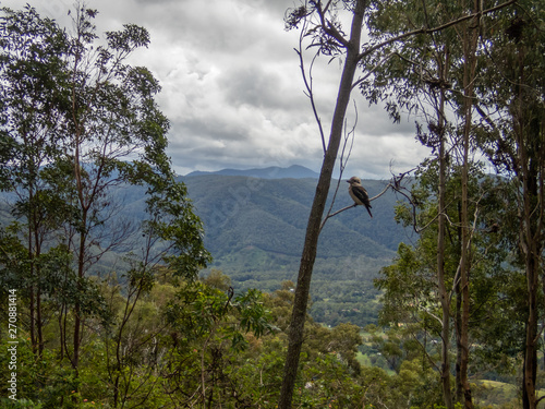 Foto Kookaburra In Tree