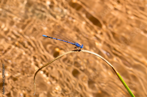 Dragonfly On Grass