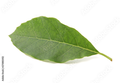 leaf of avocado tree isolated on white background