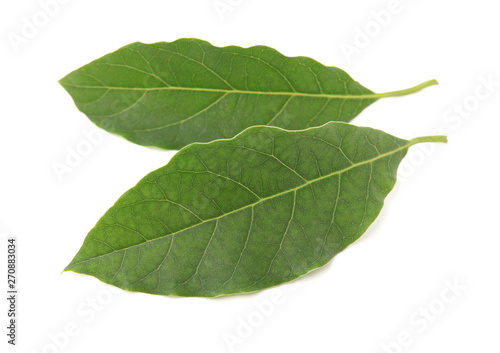 leaf of avocado tree isolated on white background