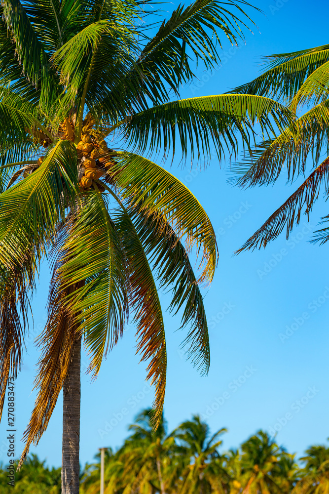 Miami palm trees on a blue sky summer vibes