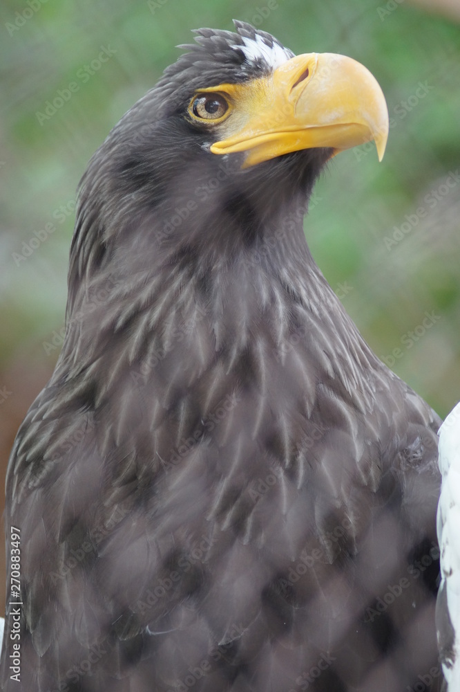Obraz premium Steller's sea eagle at the zoo. The bird is very large. Eagle only profile, in the front looks like an ordinary chicken.