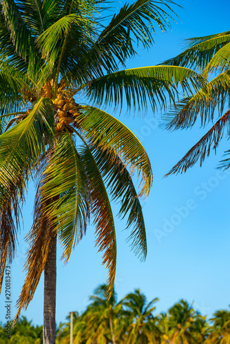 Miami palm trees on a blue sky summer vibes