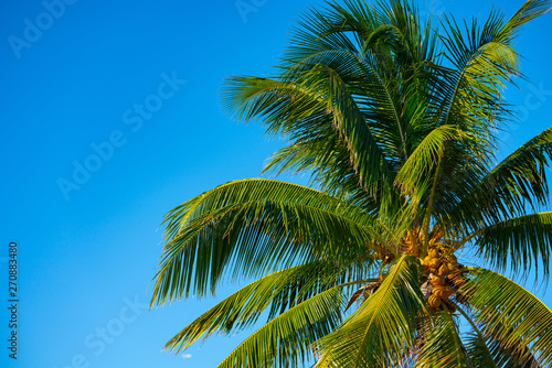Beautiful palm tree with yellow coconuts