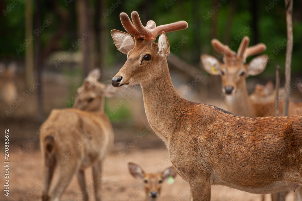 Group of Eld's deer, Thamin, Brown-antlered deer in Zoologigal Park, Thailand Group of Eld's deer, Thamin, Brown-antlered deer in Zoologigal Park, Thailand