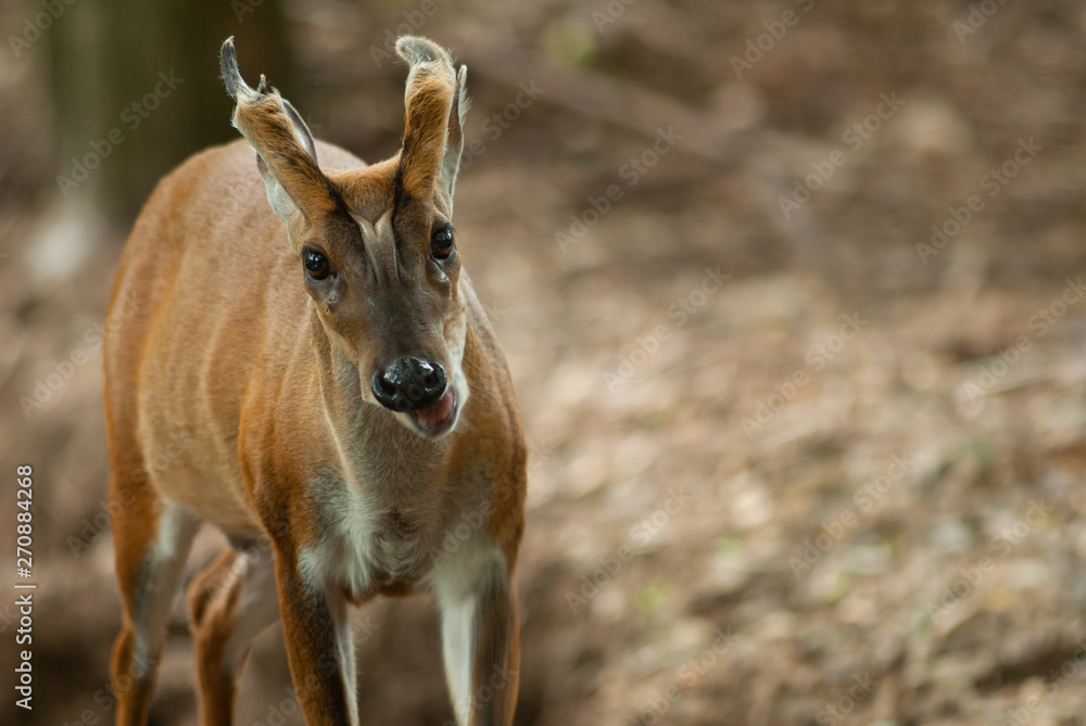 Fea's barking deer or so called fea's muntjac (Muntiacus feae) in nature Fea's barking deer or so called fea's muntjac (Muntiacus feae) in nature