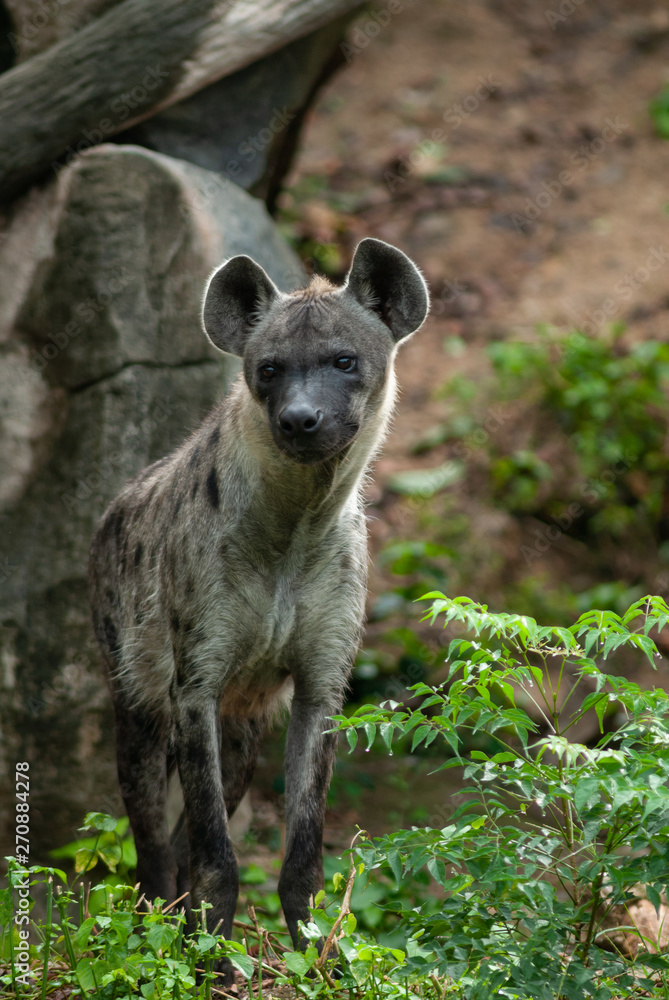 Spotted hyena (Crocuta crocuta), also known as the laughing hyena. Spotted hyena (Crocuta crocuta), also known as the laughing hyena.