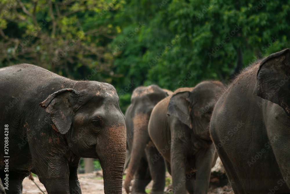 Fototapeta premium Asian elephants playing together