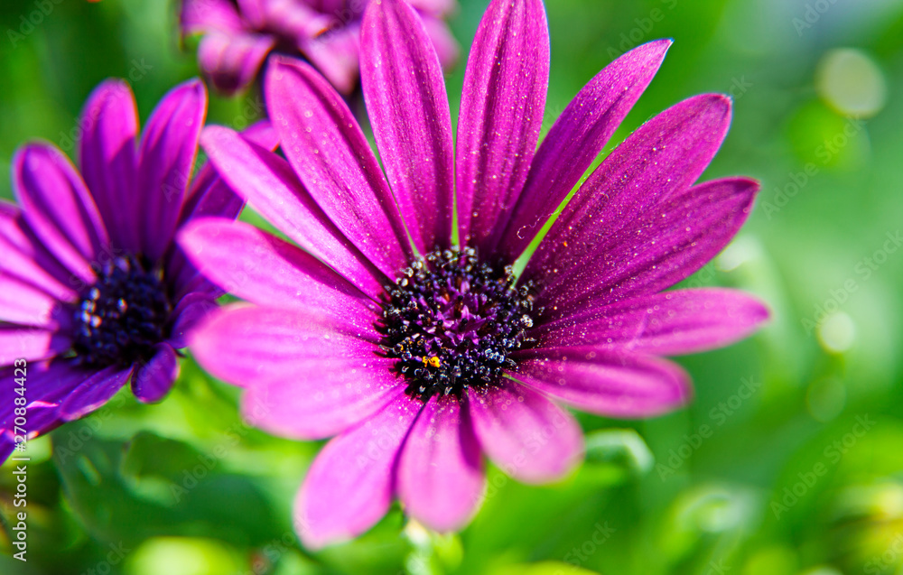close up of pink purple flower close up of pink purple flower