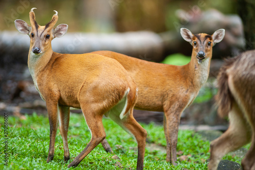 Male Muntjacs, also known as barking deer and Mastreani deer, are small deer of the genus Muntiacus