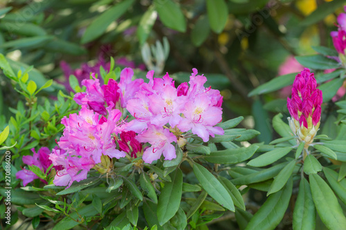 purple rhododendron in spring garden