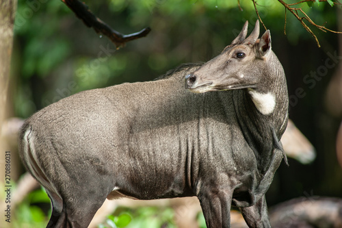 Asian antelope  Nilgai  Blue bull  Boselaphus tragocamelus  endemic to the India  in its natural environment of dry forest.