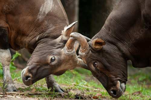 Canvas Print Fighting Banteng, red bull in rainforest of Thailand.
