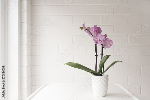 Closeup of purple phalaenopsis orchid in on white table against painted brick wall background with copy space photo