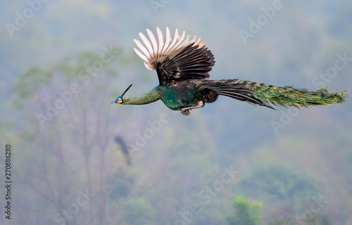 One peacock is flying in nature photo