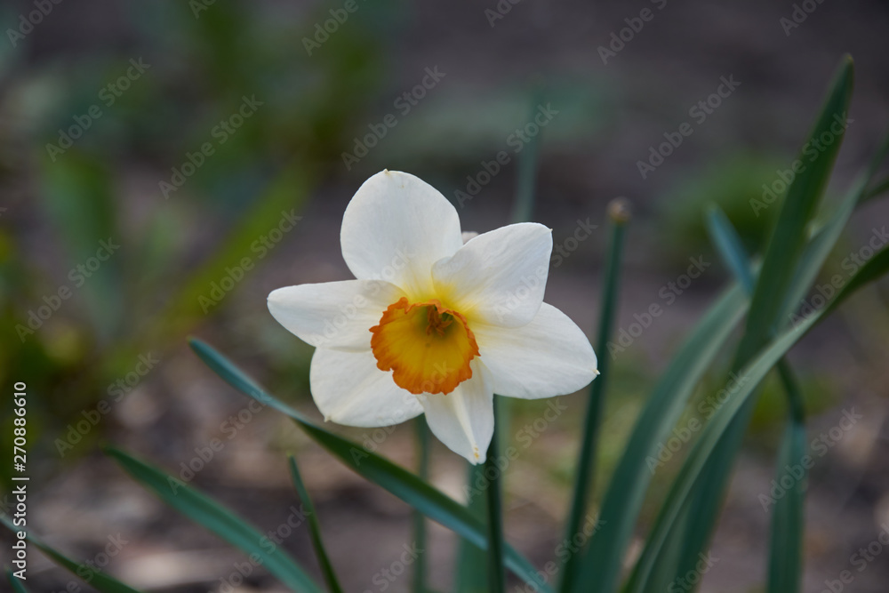 wheti daffodils with the orange middle wheti daffodils with the orange middle