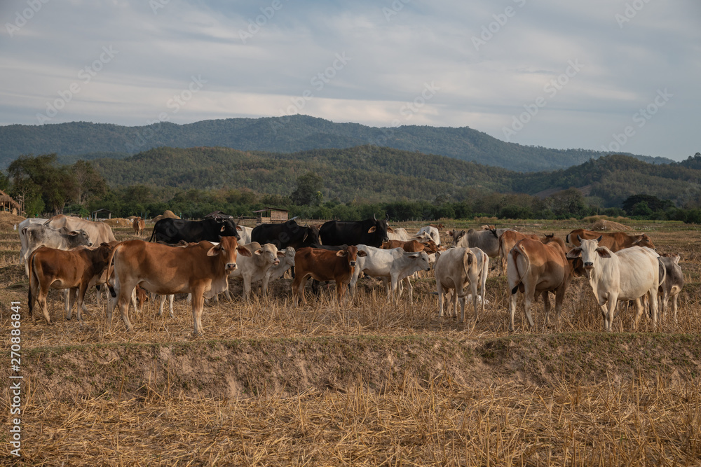 A group of cattle in the dry rice field, Nan province, Thailand