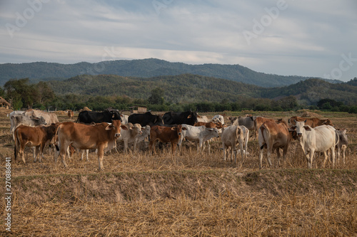 A group of cattle in the dry rice field, Nan province, Thailand © wildarun