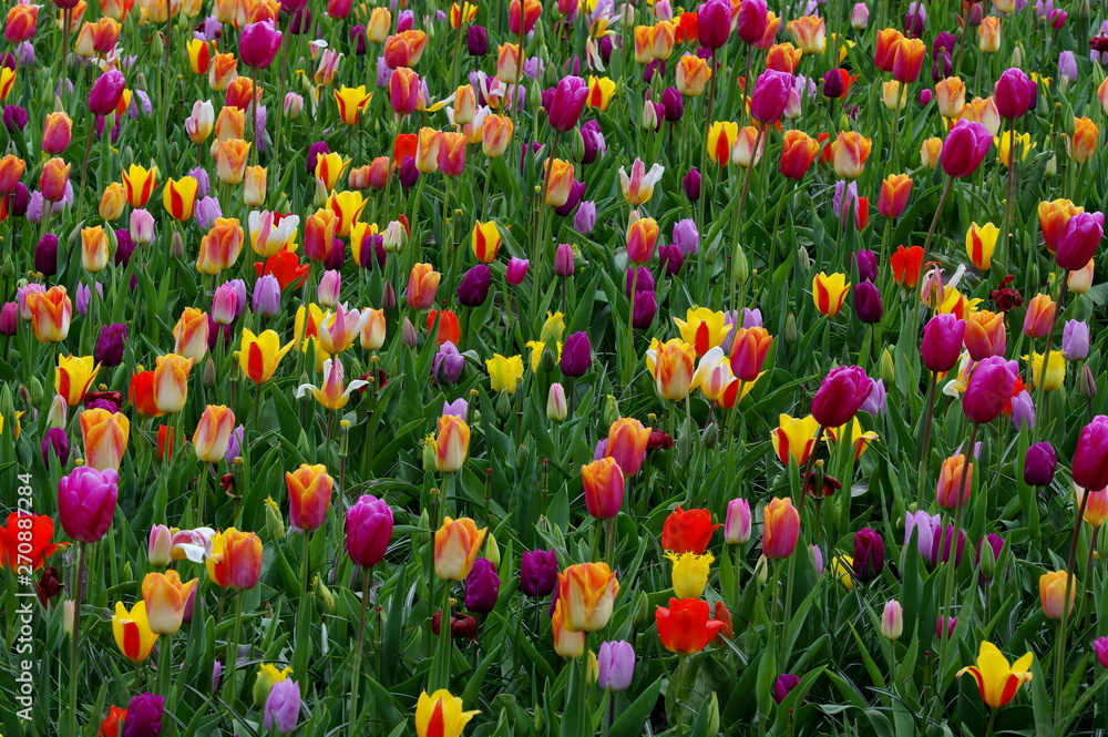 Field of colorful tulips Field of colorful tulips