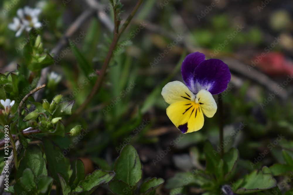 Beautiful nature flowers background Beautiful nature flowers background