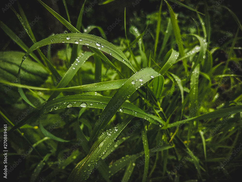 dew on grass