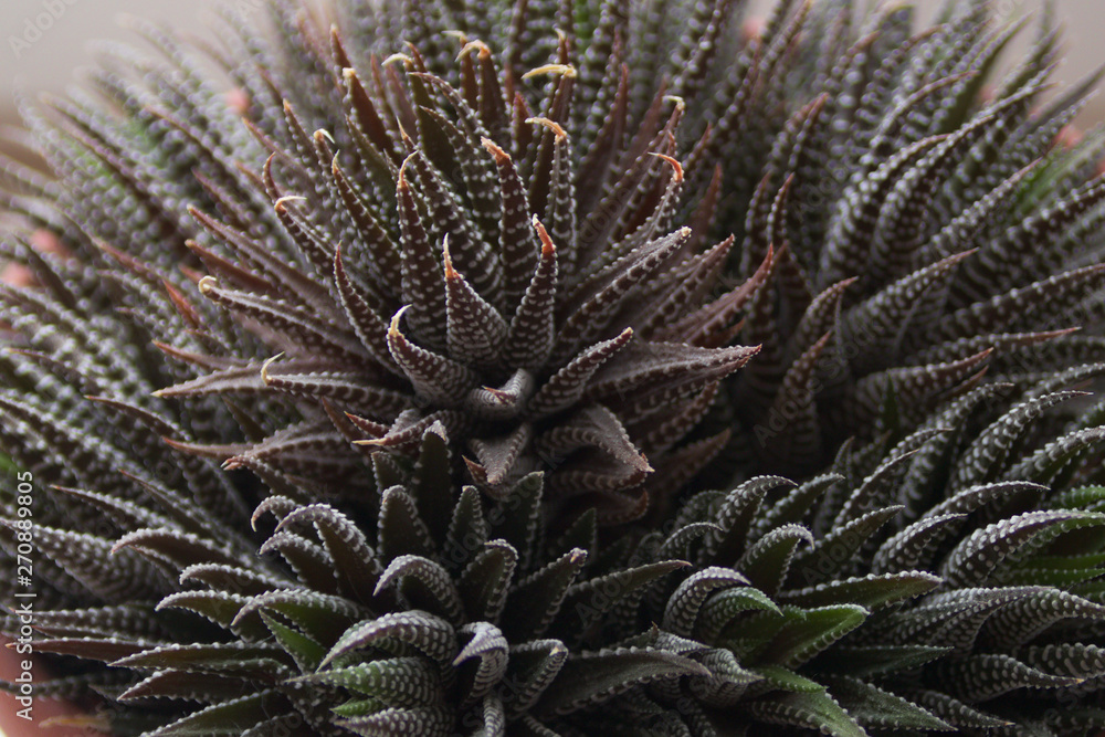 The succulents flower closeup macro The succulents flower closeup macro