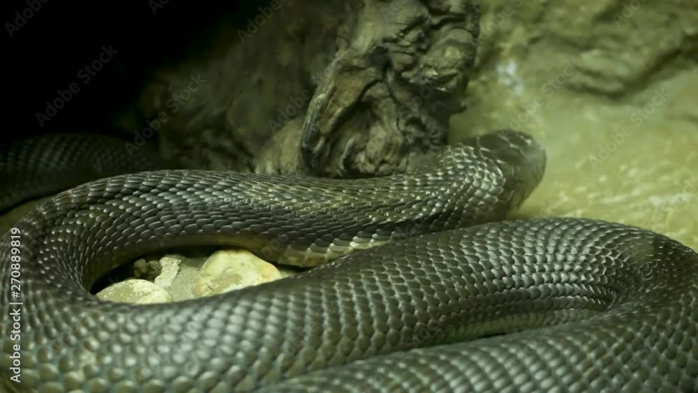 Majestic poisonous snake with dark skin. Beautiful Monocled king cobra with black skin on rock in terrarium cage. Majestic poisonous snake with dark skin. Beautiful Monocled king cobra with black skin on rock in terrarium cage.