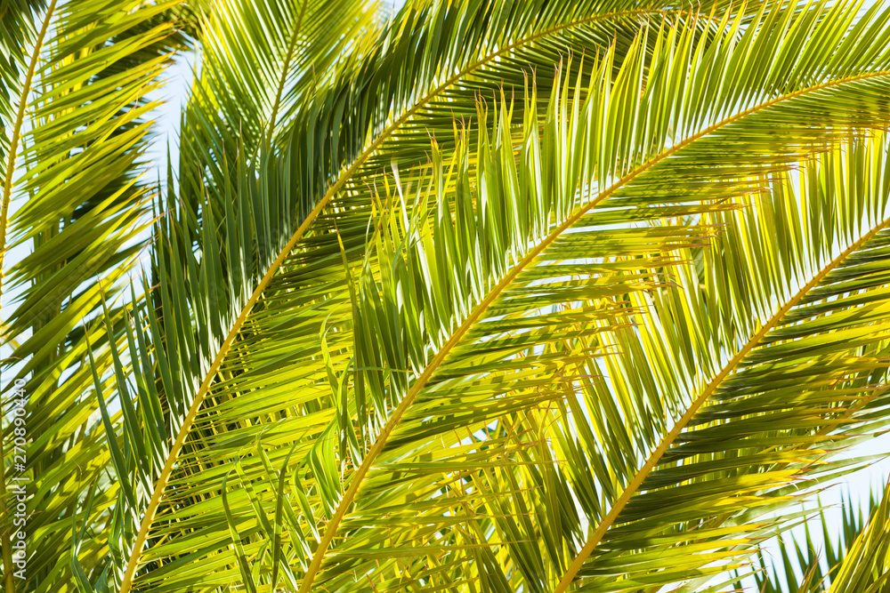 Fototapeta premium Tropical palm leaves close up