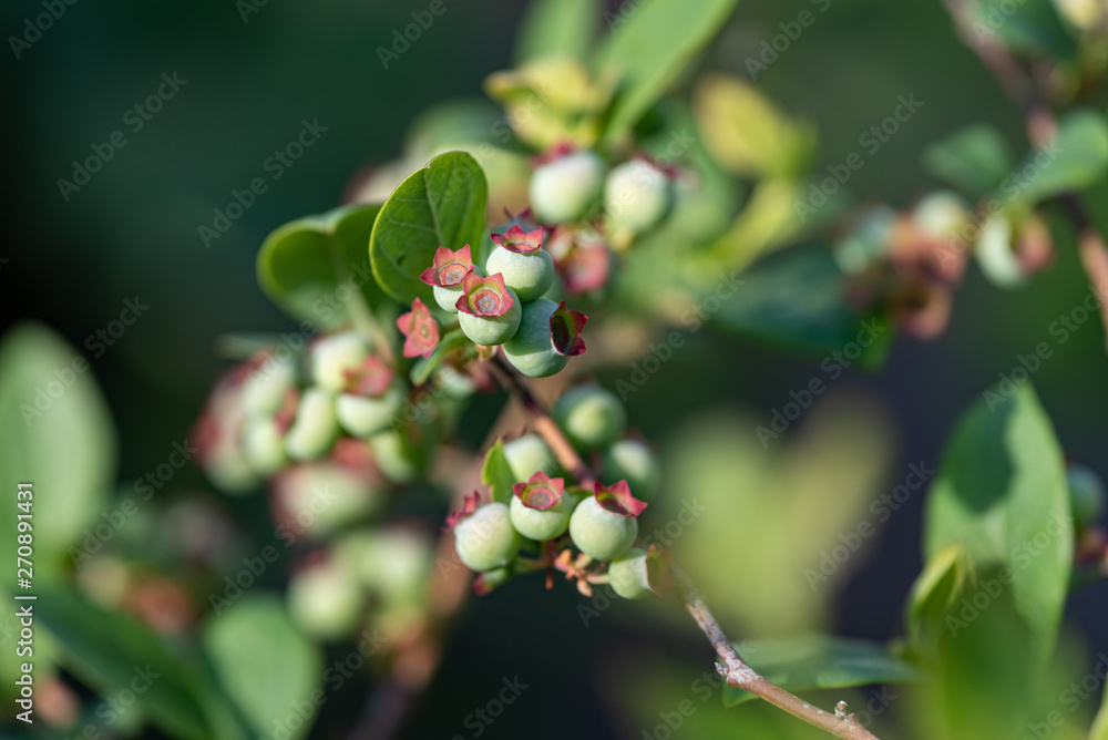 Young fruits of blueberry, on the branch