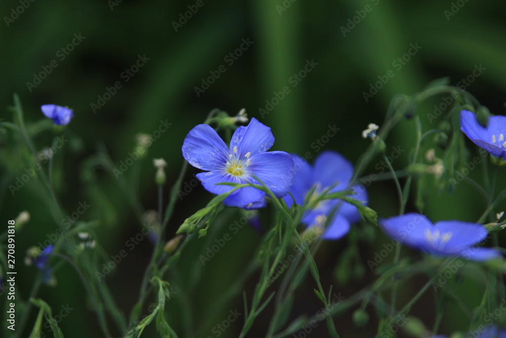 flower flower