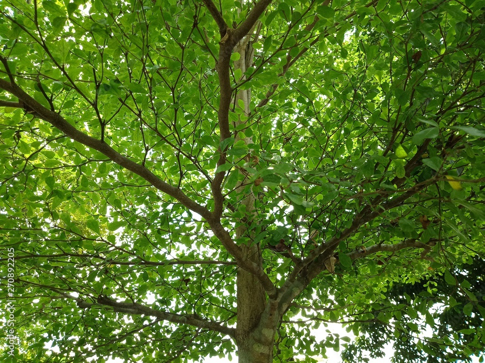 branch in the tree from bottom view beautfiul green leaf branch in the tree from bottom view beautfiul green leaf