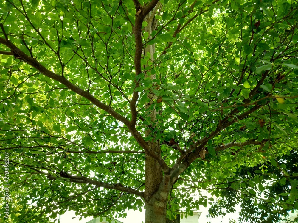 branch in the tree from bottom view beautfiul green leaf branch in the tree from bottom view beautfiul green leaf