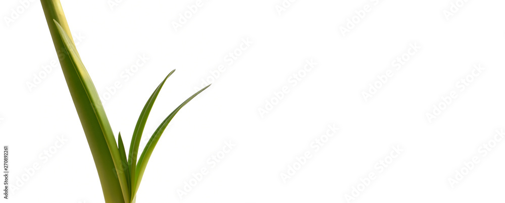 Green stalk of amaryllis flower isolated on white background Green stalk of amaryllis flower isolated on white background