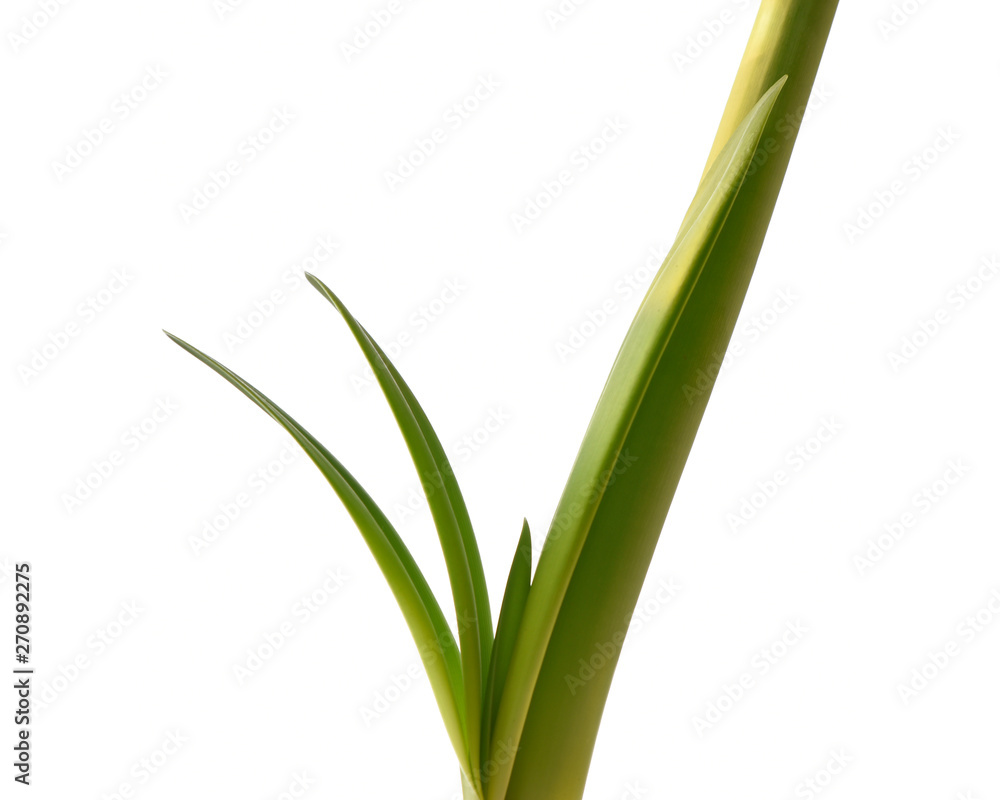 Green stalk of amaryllis flower closeup isolated on white background Green stalk of amaryllis flower closeup isolated on white background